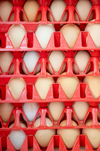 Chicken eggs collected in plastic cartons - Australian Stock Image