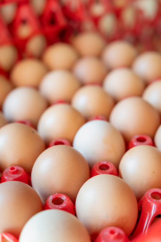 Chicken eggs collected in plastic cartons - Australian Stock Image