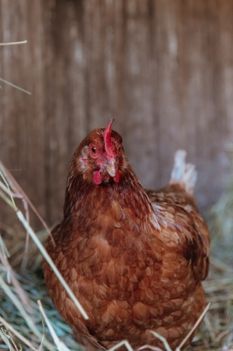 Chicken in coop - Australian Stock Image