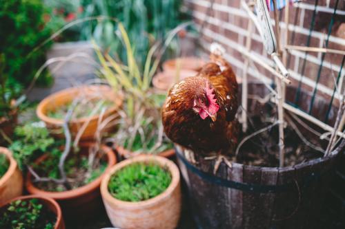 Chicken perching in the garden