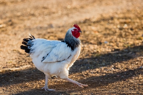 Chicken walking - Australian Stock Image