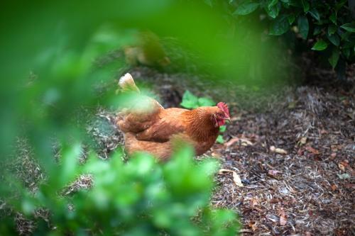 Chicken walking through the garden