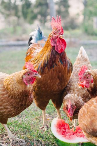 chickens and rooster enjoying watermelon - Australian Stock Image
