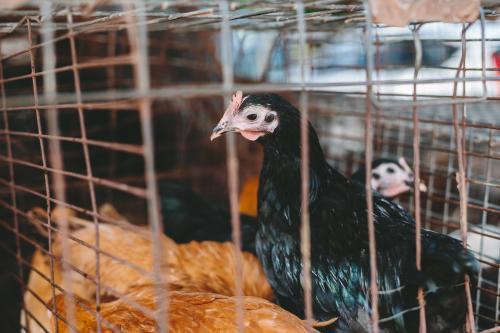 Chickens in a cage - Australian Stock Image