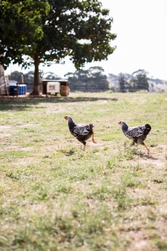 Chickens running free in a grassy paddock on a farm - Australian Stock Image