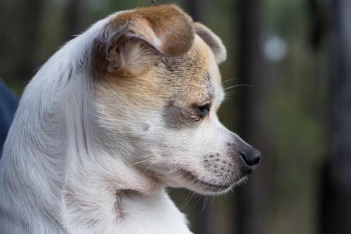 chihuahua close up side on - Australian Stock Image