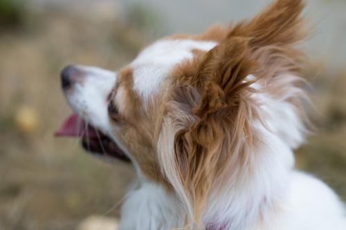 chihuahua close up side on - Australian Stock Image
