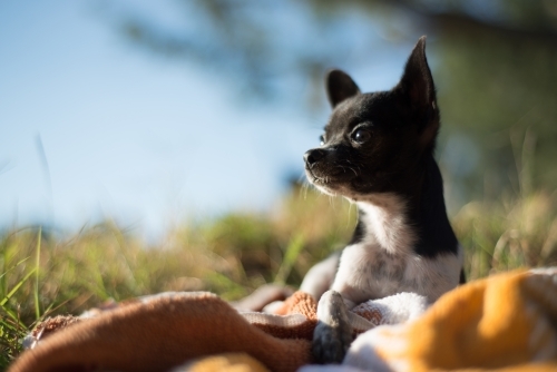 Chihuahua dog resting on blanket outside - Australian Stock Image