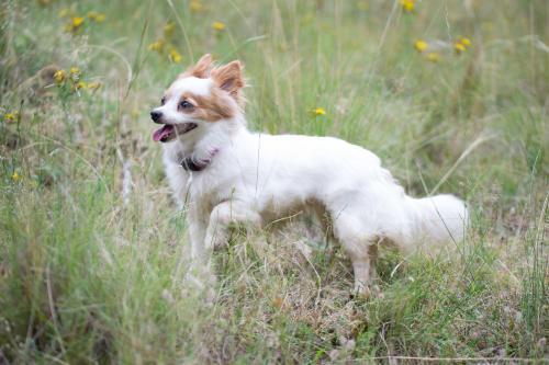 chihuahua exploring in the bush - Australian Stock Image