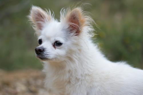 chihuahua looking close up - Australian Stock Image