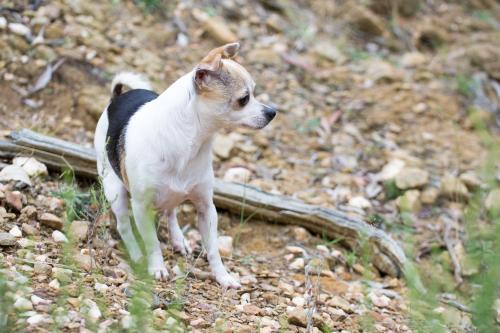 chihuahua looking out - Australian Stock Image
