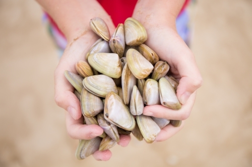 Child collecting cockles at the beach - Australian Stock Image