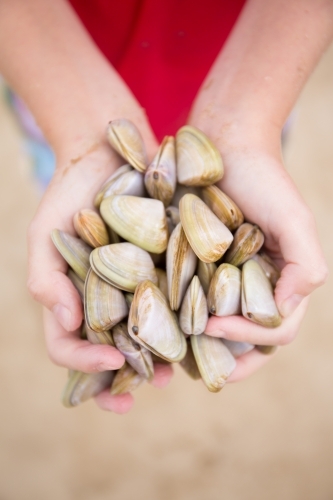 Child collecting cockles at the beach - Australian Stock Image