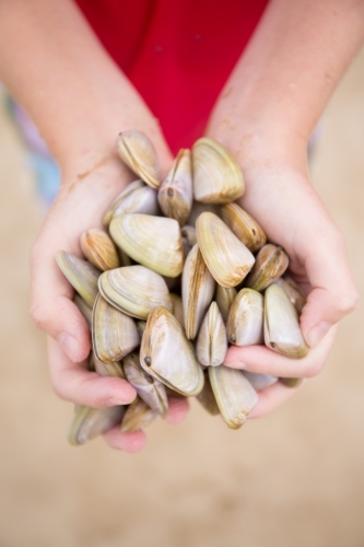 Child collecting cockles at the beach