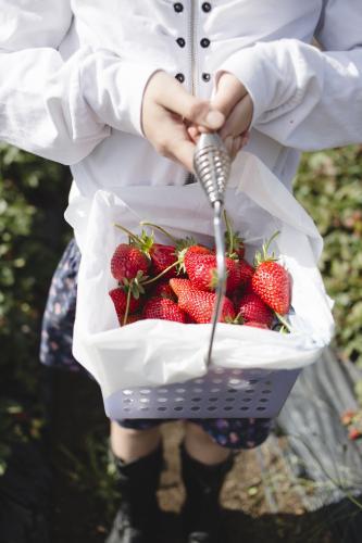 Child holding a basket of fresh strawberries at the strawberry farm - Australian Stock Image