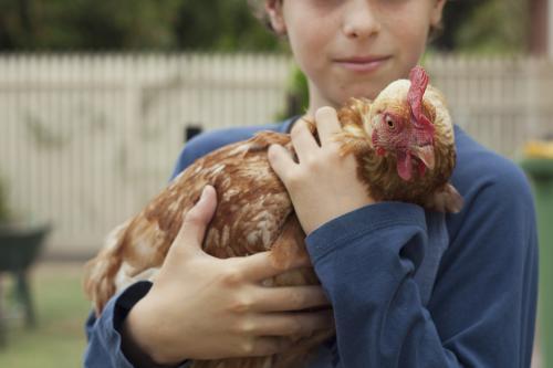 Child holding chicken