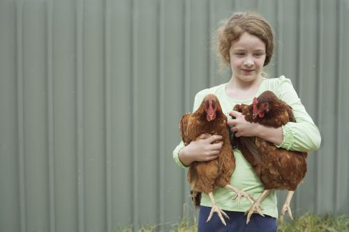 Child holding happy chickens - Australian Stock Image