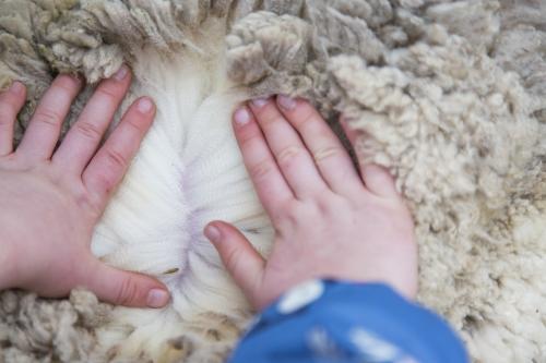 Child opening up a sheep's fleece to show wool