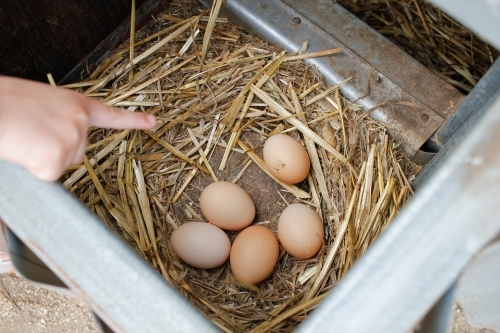 Child's finger pointing to five chicken eggs in straw nest - Australian Stock Image