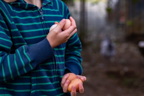 Child's hands holding fresh laid hen eggs from backyard chickens