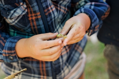 Child's hands holding small green tree frog - Australian Stock Image