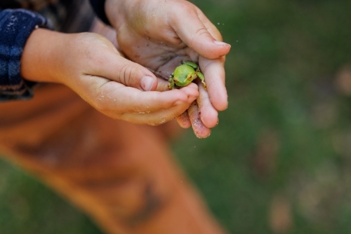 Child's hands holding small green tree frog - Australian Stock Image