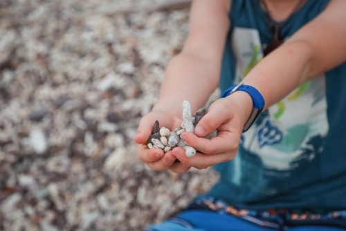 Child scooping shells and coral in hands on beach - Australian Stock Image