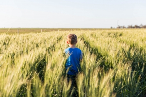 Child walking through paddock of wheat on farm - Australian Stock Image