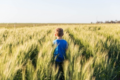 Child walking through paddock of wheat on farm