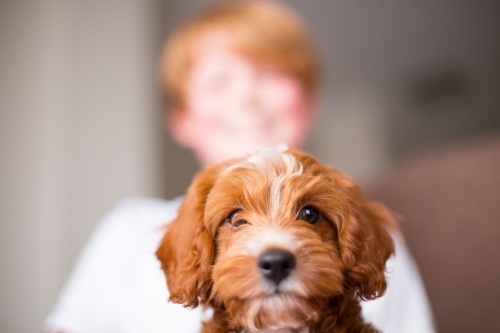 Child with Cavoodle puppy dog