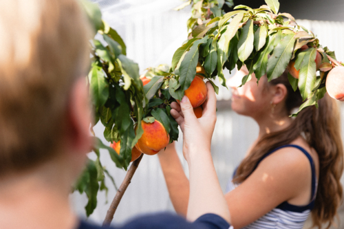 Children picking ripe peaches from a backyard fruit tree - Australian Stock Image