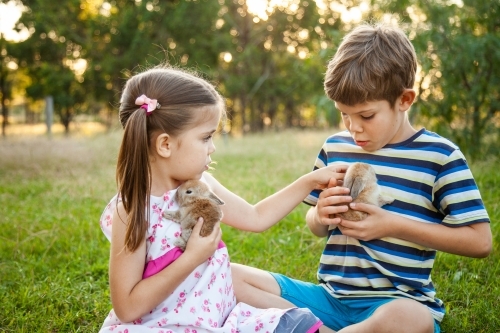 Children playing with their pet bunny rabbits outside - Australian Stock Image