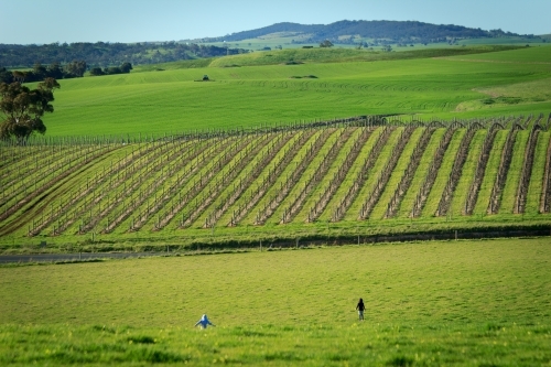 Children running through fields in Barossa Valley - Australian Stock Image