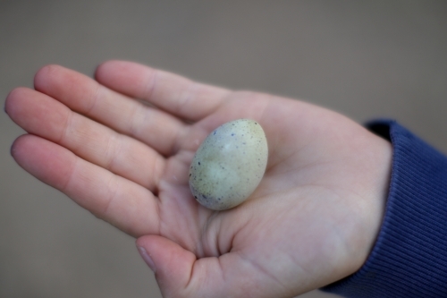 Childs hand holding a small speckled quail egg
