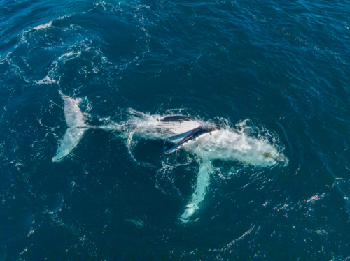Chilled Humpback from above - Australian Stock Image