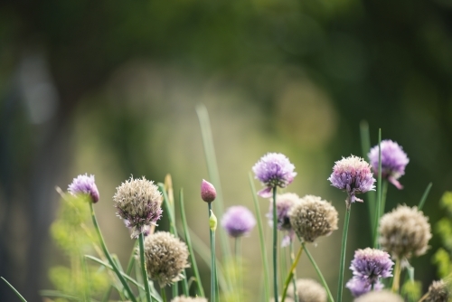 Chives plant with purple flowers in herb garden - Australian Stock Image