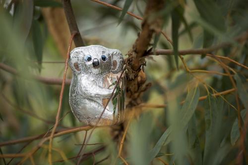 chocolate foil koala in gum tree - Australian Stock Image