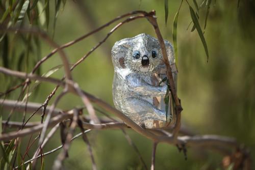 chocolate foil koala in gum tree - Australian Stock Image