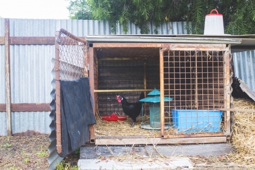 Chook in rural coop