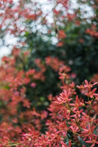 Christmas Bush - Australian Stock Image