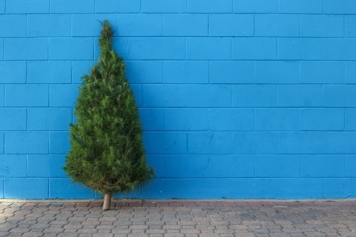 Christmas tree in front of blue brick wall