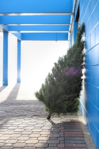Christmas tree leaning against blue wall in morning light