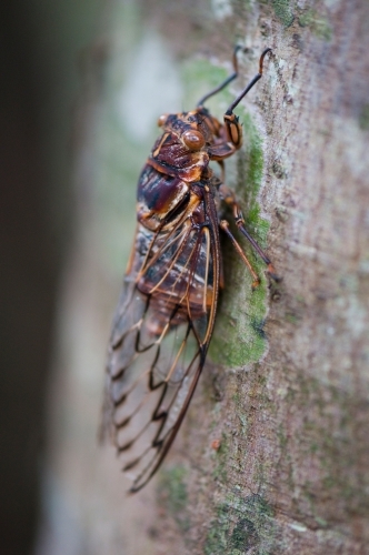 Cicada on a tree trunk - Australian Stock Image