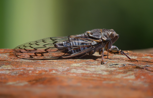 Cicada on tree trunk - Australian Stock Image