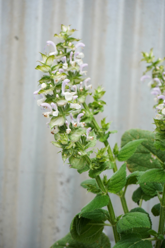 Clary Sage in bloom - Australian Stock Image