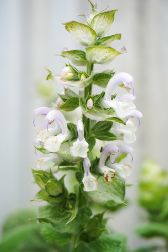 Clary Sage in bloom - Australian Stock Image