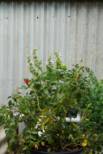 Clary Sage in bloom by a rose bush - Australian Stock Image