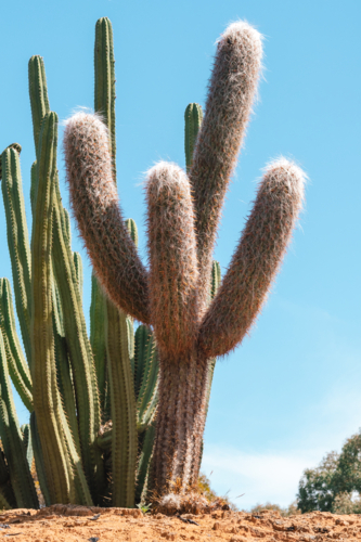 Classic Cactus on dry hill - Australian Stock Image