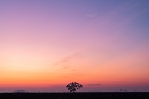 Clear hazy morning at dawn with a vast sky and lone tree - Australian Stock Image