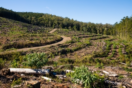 Cleared areas of a recently harvested hoop pine plantation near Kenilworth